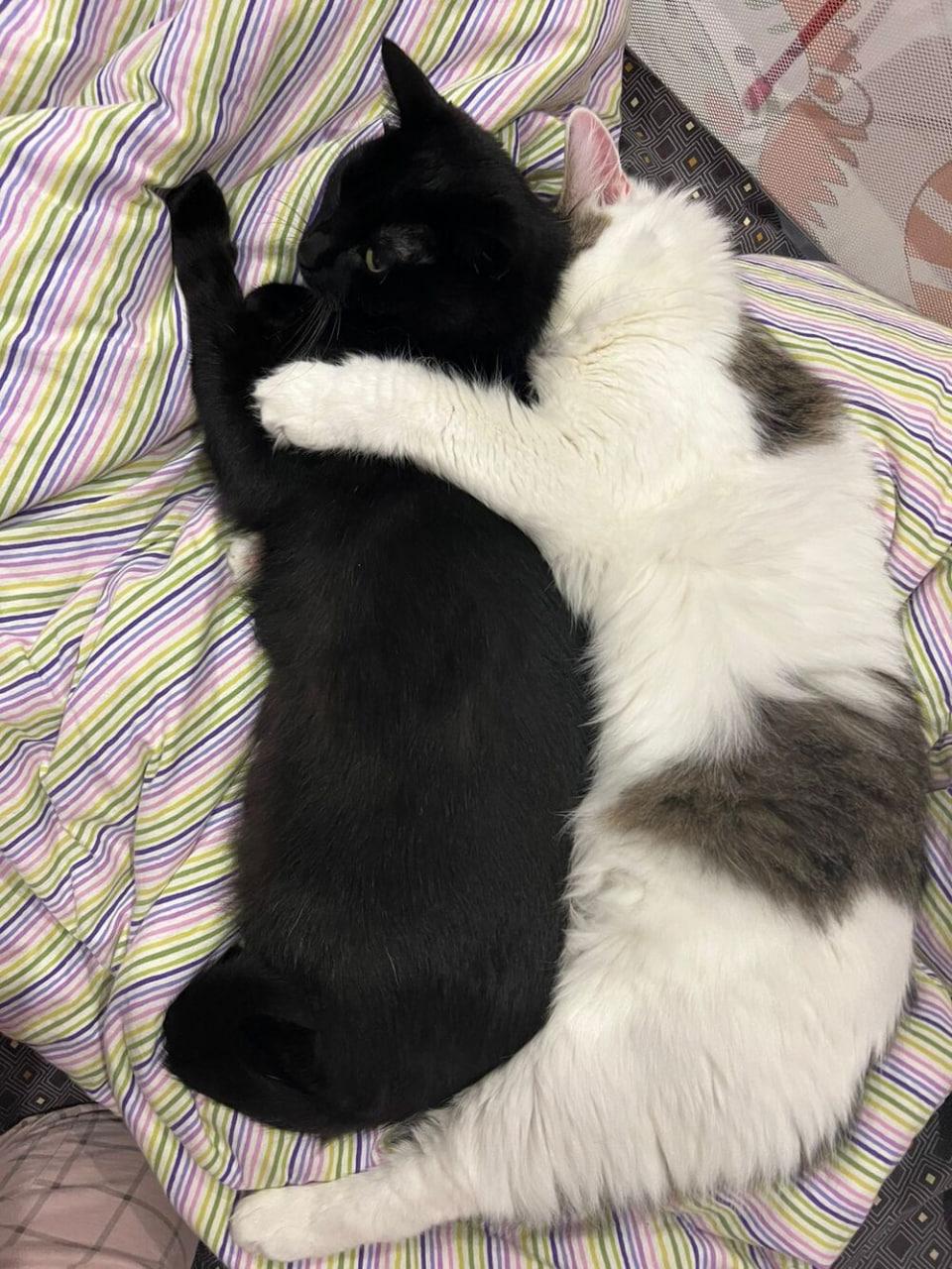 Фото Новосибирцы обняли кошек в честь праздника 5